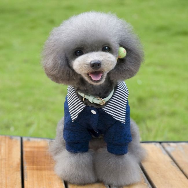 Pet Πουλόβερ-Πουκάμισο Μπλε XL 35cm