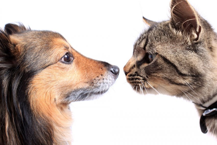Σκύλος και Γάτα: Αιώνιοι Εχθροί ή Αιώνιοι Σύμμαχοι για το Καλό του Ανθρώπου;