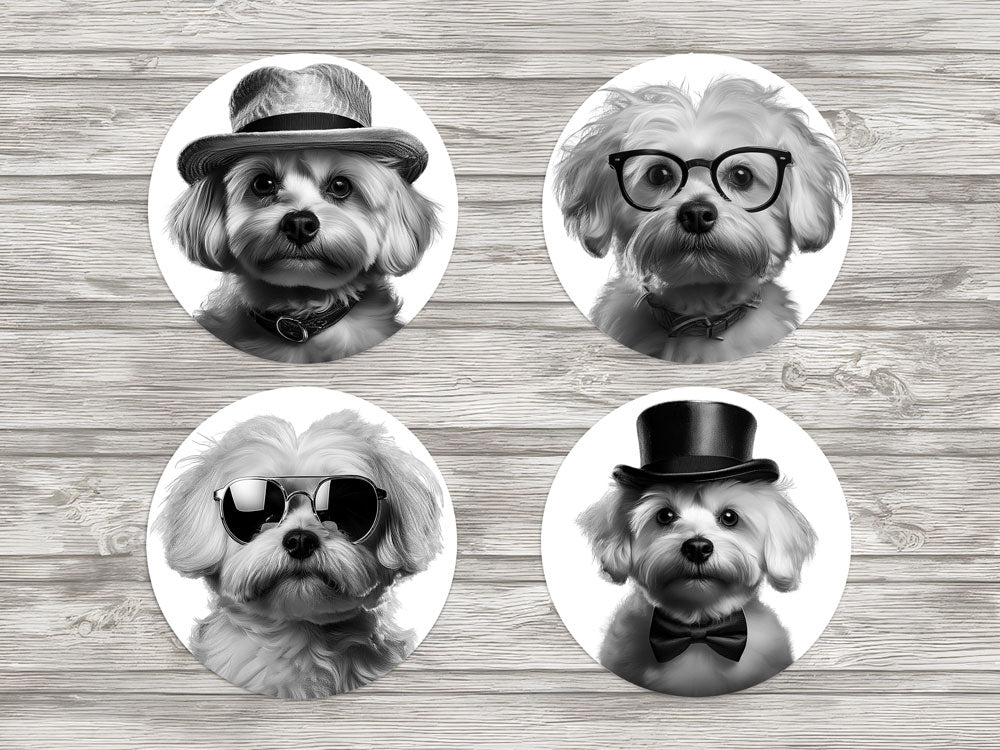 Σουβέρ με Maltese όλο γοητεία - Σετ 4τμχ