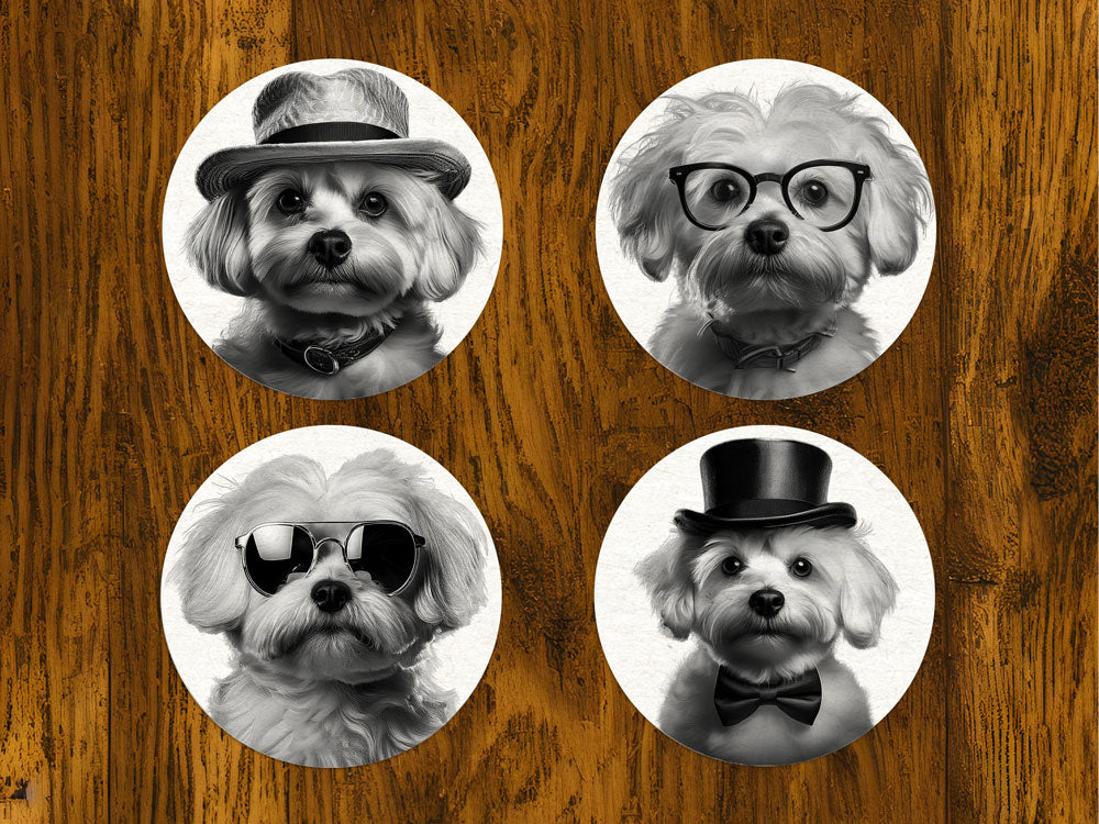 Σουβέρ με Maltese όλο γοητεία - Σετ 4τμχ